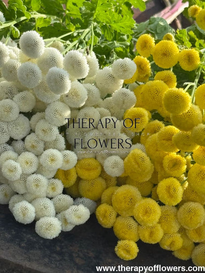 Tanacetum parthenium Baya® | Pelleted - 20 pelleted seeds / 60-80 cm - seeds