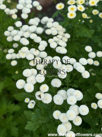 Tanacetum parthenium Baya® | Pelleted - 20 pelleted seeds / 60-80 cm - seeds