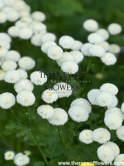 Tanacetum parthenium Baya® | Pelleted - 20 pelleted seeds / 60-80 cm - seeds