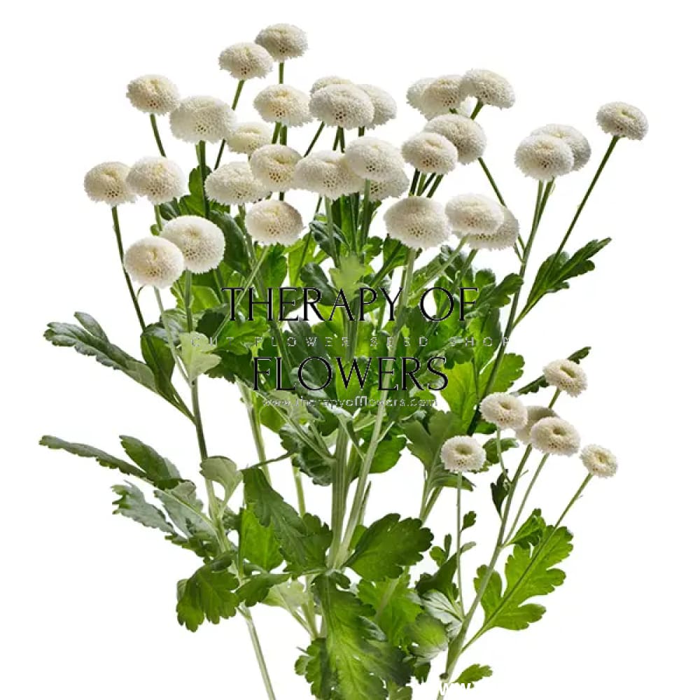 Tanacetum parthenium | Matricaria Baya® therapyofflowers.com