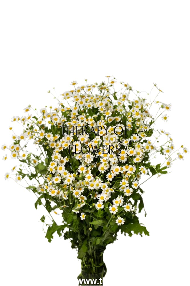 Tanacetum parthenium | Matricaria Cameron therapyofflowers.com