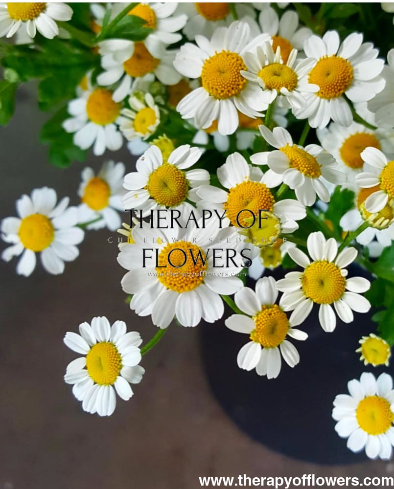 Tanacetum parthenium Cameron | Pelleted - 20 pelleted seeds / 60-80 cm - seeds