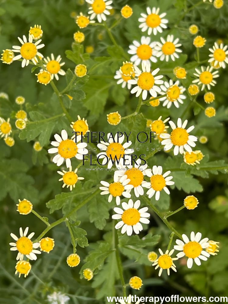 Tanacetum parthenium | Matricaria Camilla therapyofflowers.com