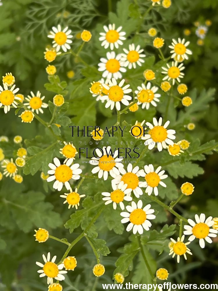 Tanacetum parthenium | Matricaria Camilla therapyofflowers.com