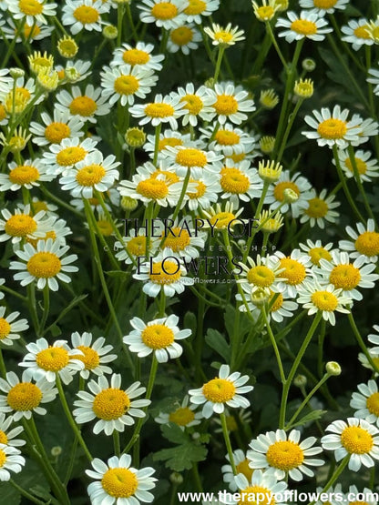 Tanacetum parthenium Camilla | Pelleted therapyofflowers.com