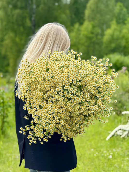 Tanacetum parthenium Camilla | Pelleted therapyofflowers.com