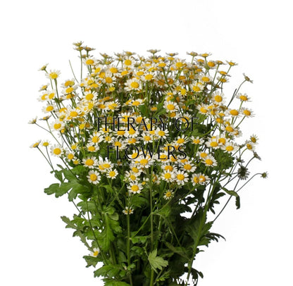 Tanacetum parthenium | Matricaria Camilla therapyofflowers.com