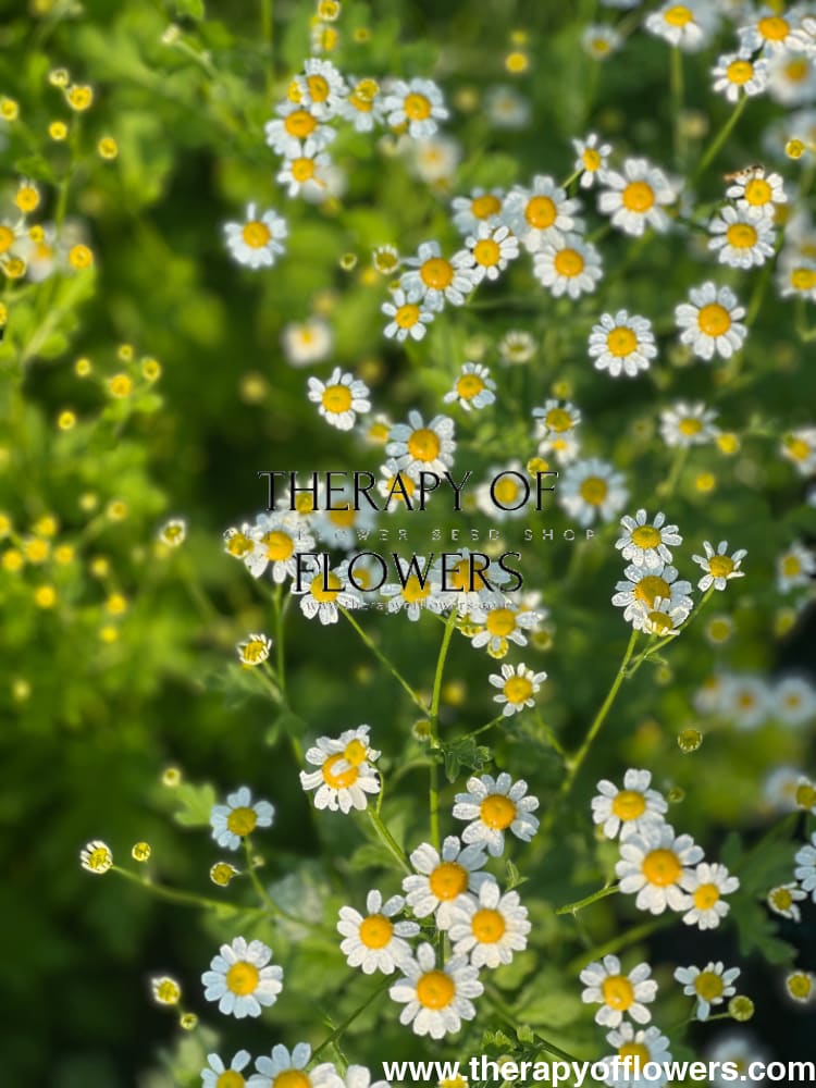 Tanacetum parthenium | Matricaria Campagne therapyofflowers.com