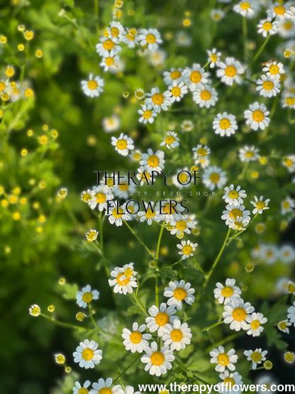 Tanacetum parthenium | Matricaria Campagne therapyofflowers.com