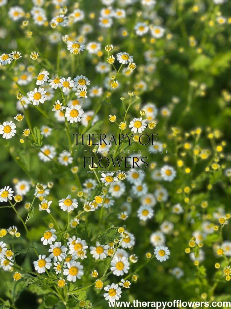 Tanacetum parthenium | Matricaria Campagne therapyofflowers.com