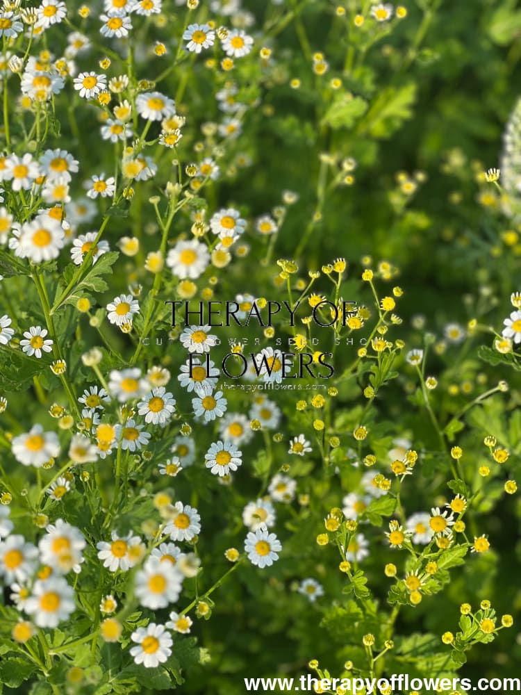Tanacetum parthenium | Matricaria Campagne therapyofflowers.com