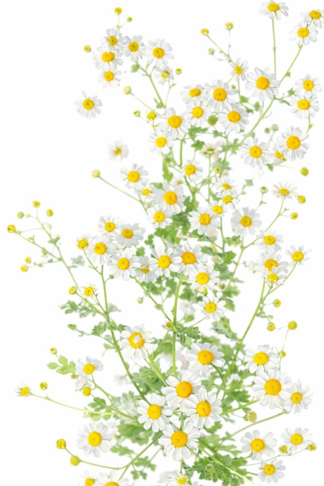 Tanacetum parthenium Campagne | Feverfew therapyofflowers.com