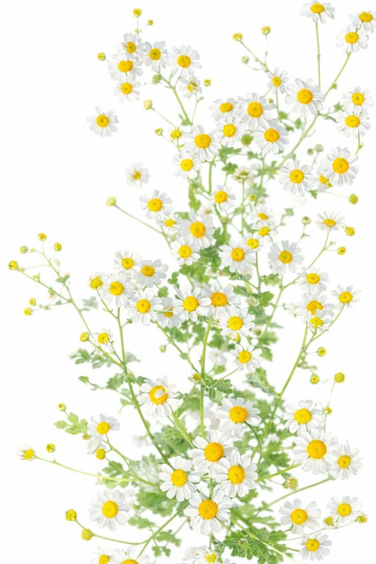 Tanacetum parthenium Campagne | Feverfew therapyofflowers.com