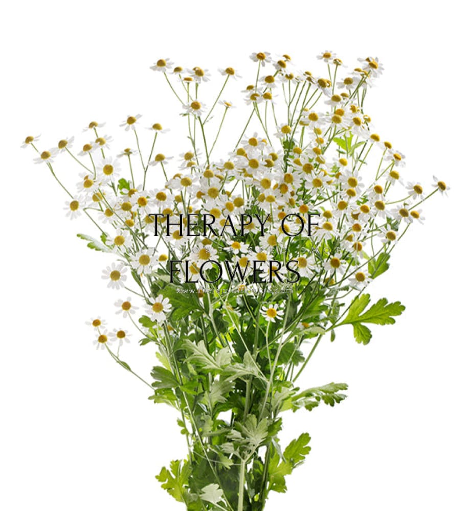 Tanacetum parthenium | Matricaria Campagne therapyofflowers.com
