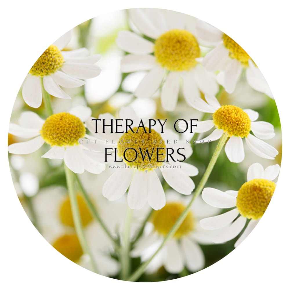 Tanacetum parthenium | Matricaria Campagne therapyofflowers.com