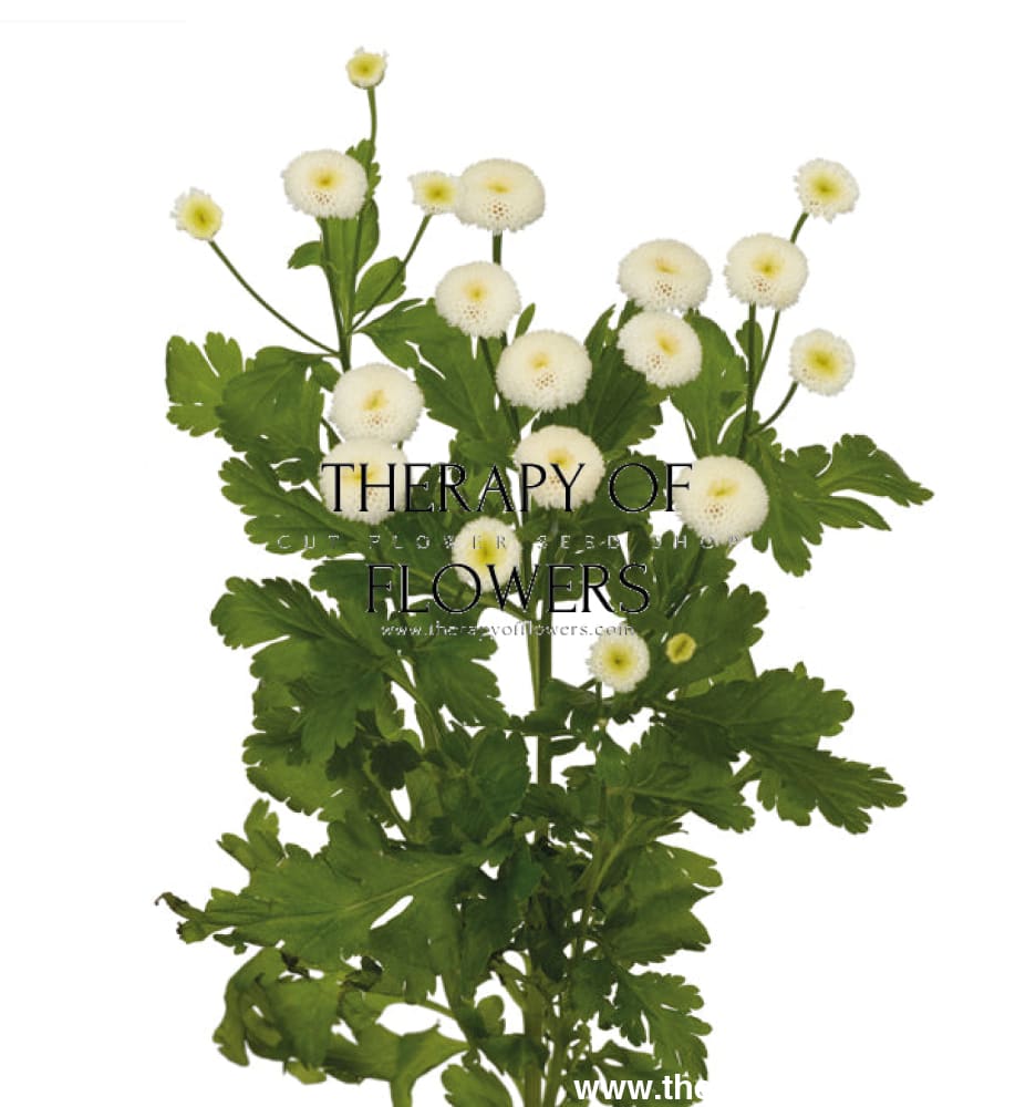 Tanacetum parthenium | Matricaria Rio therapyofflowers.com