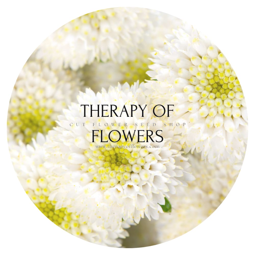 Tanacetum parthenium | Matricaria Rio therapyofflowers.com