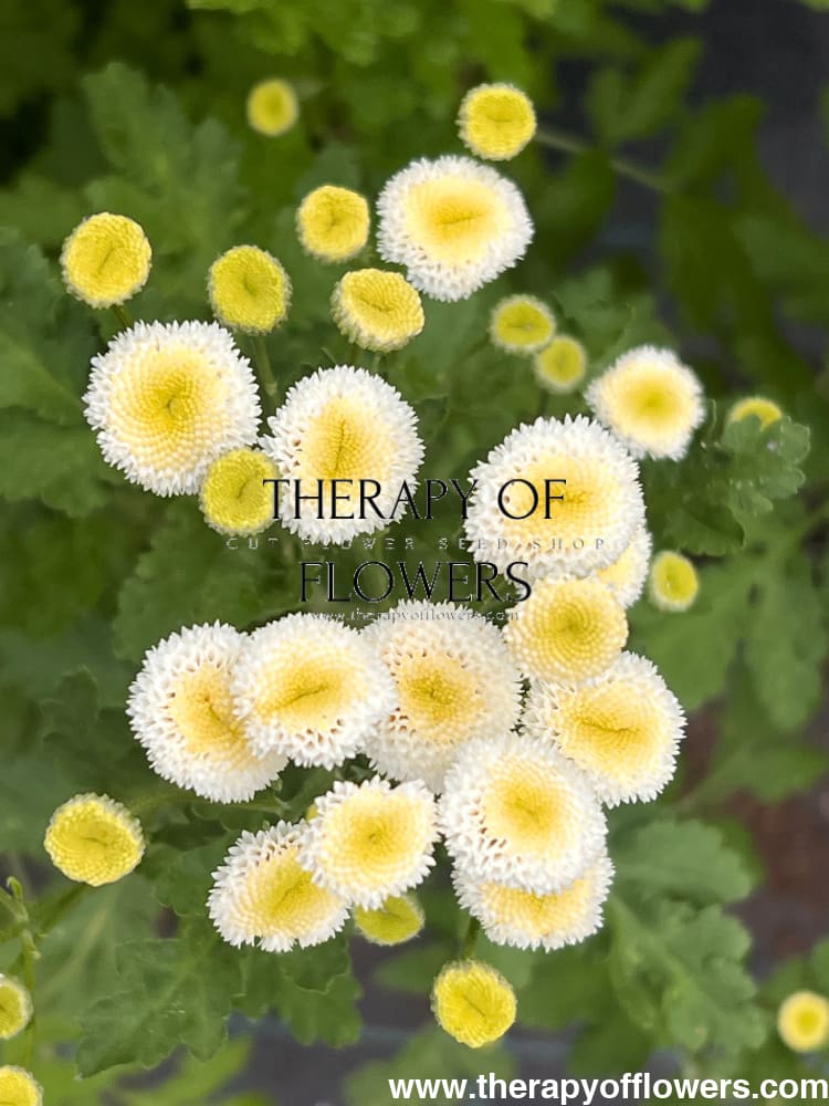 Tanacetum parthenium | Matricaria Rio therapyofflowers.com