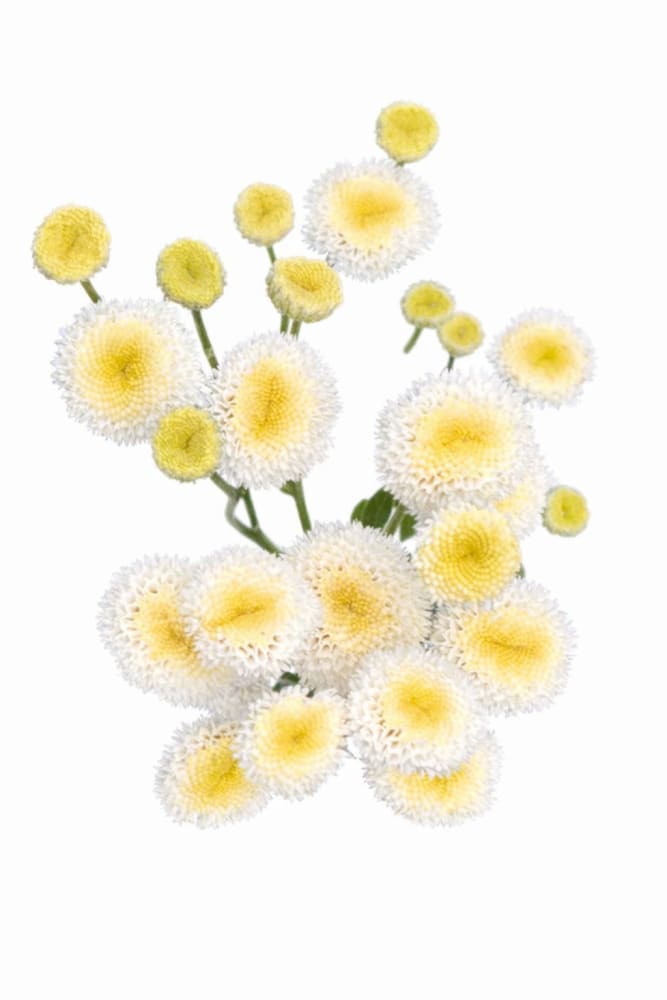 Tanacetum parthenium Rio | Pelleted therapyofflowers.com