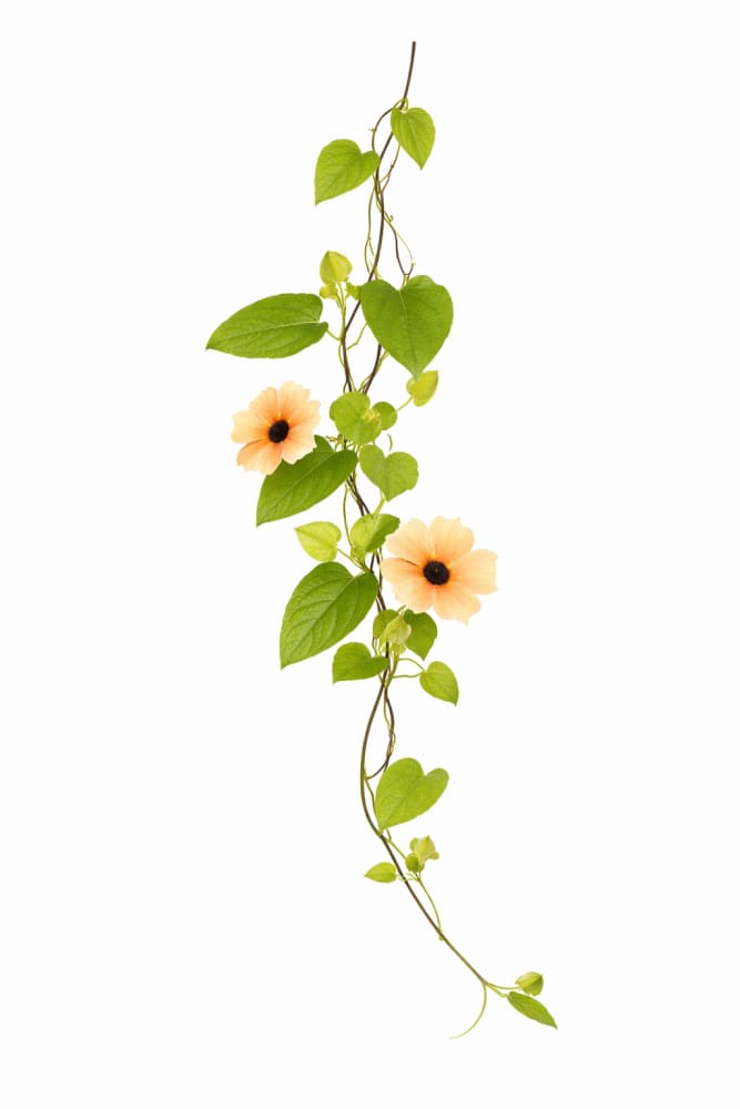 Thunbergia alata African Sunset Mix | Black-eyed Susan - 10 seeds / 150–200 cm / Peach tones mix - Seeds