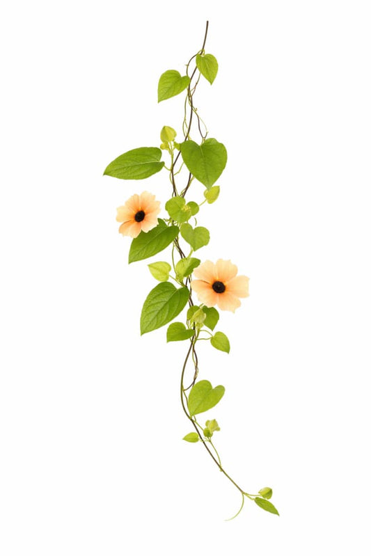 Thunbergia alata African Sunset Mix | Black-eyed Susan - 10 seeds / 150–200 cm / Peach tones mix - Seeds