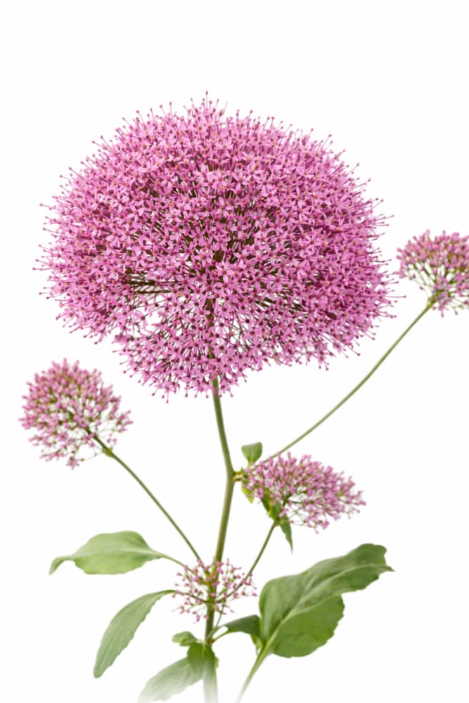 Trachelium caeruleum Corine Lilac | Throatwort - 20 seeds / Lilac-purple - Seeds