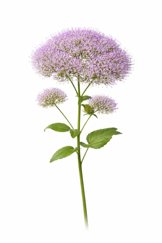 Trachelium caeruleum Supreme Early Light Blue | Throatwort - 20 seeds / Light violet-blue - Seeds