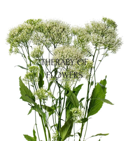 Trachelium caeruleum White Parasol therapyofflowers.com