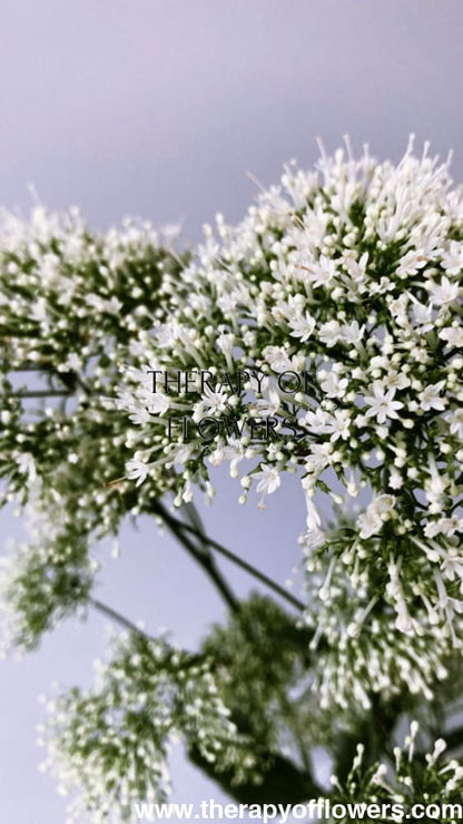 Trachelium caeruleum White Parasol therapyofflowers.com