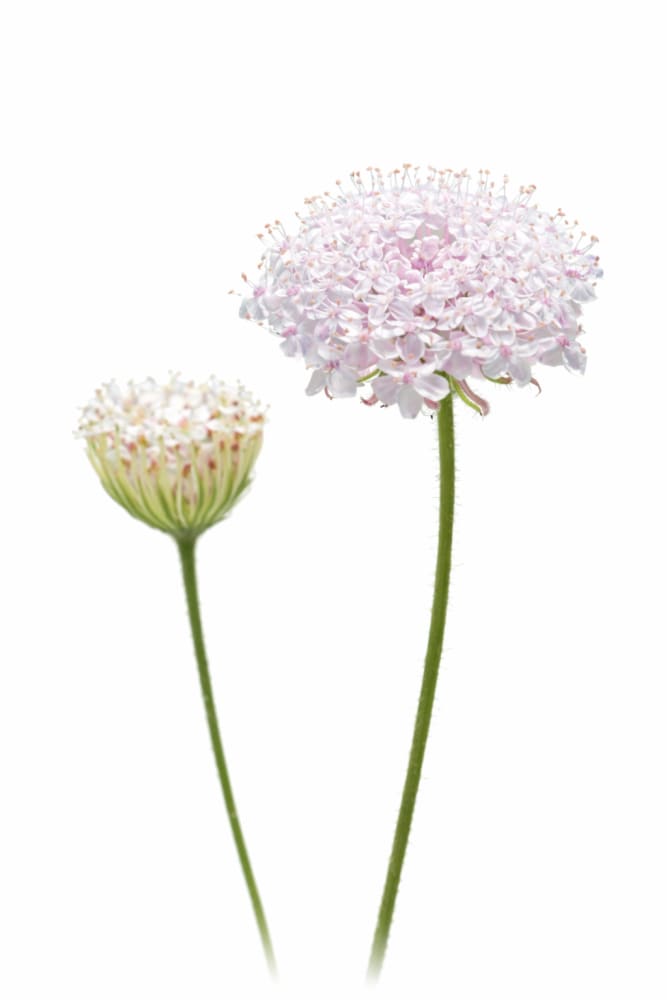 Trachymene coerulea Lace Pink | Lace Flower | Didiscus - 50 seeds / 50 cm - seeds