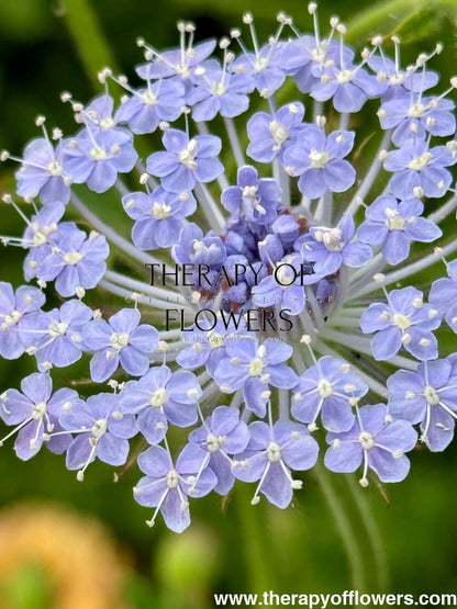 Didiscus caeruleus Lace Blue | Lace Flower therapyofflowers.com