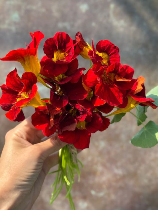 Tropaeolum majus Black Velvet | Nasturtium therapyofflowers.com