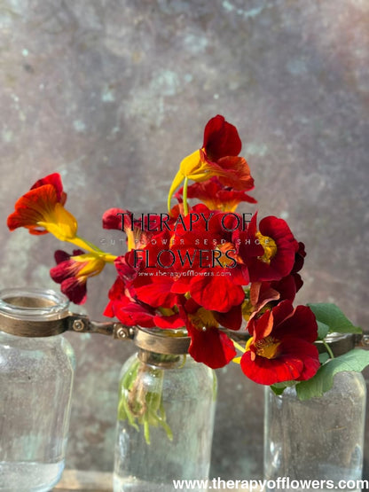 Tropaeolum majus Black Velvet | Nasturtium 20 seeds / Maroon Velvet seeds