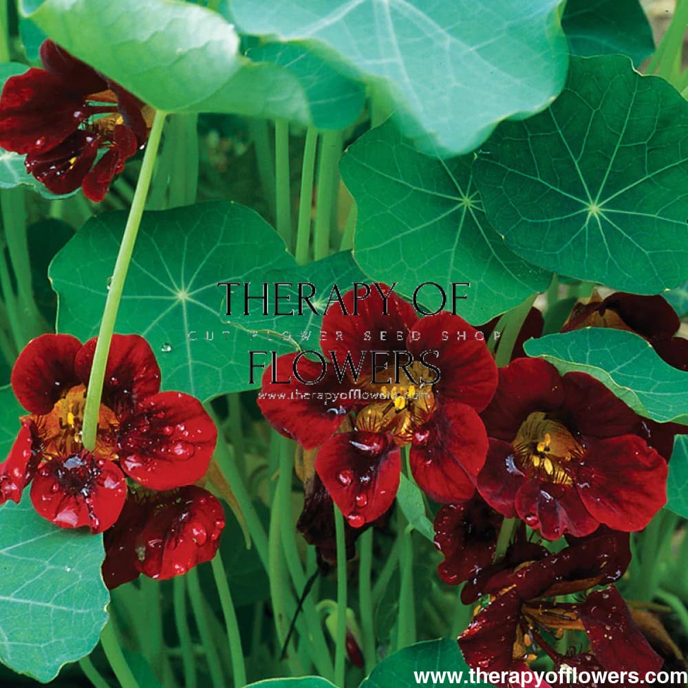 Tropaeolum majus Black Velvet therapyofflowers.com