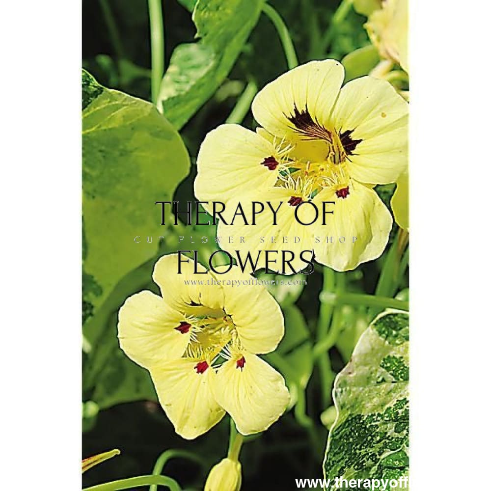Tropaeolum majus Cream Troika therapyofflowers.com