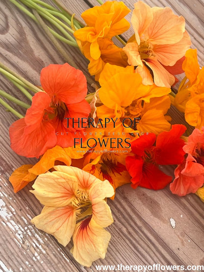 Tropaeolum majus edible Flower mix bunch therapyofflowers.com