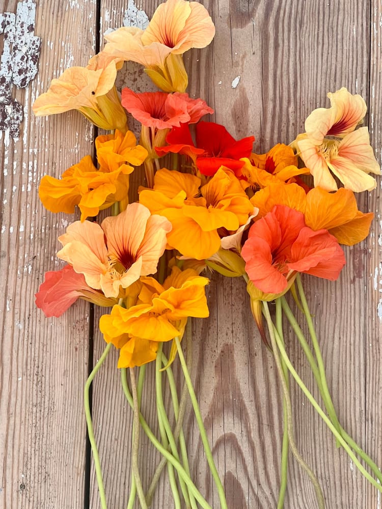 Tropaeolum majus edible Flower mix bunch therapyofflowers.com
