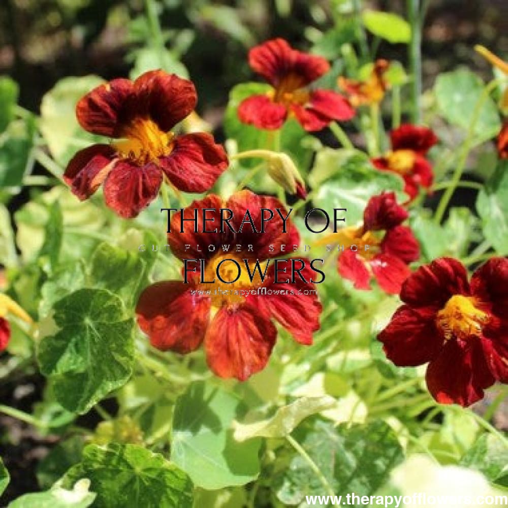 Tropaeolum majus Velvet Troika therapyofflowers.com