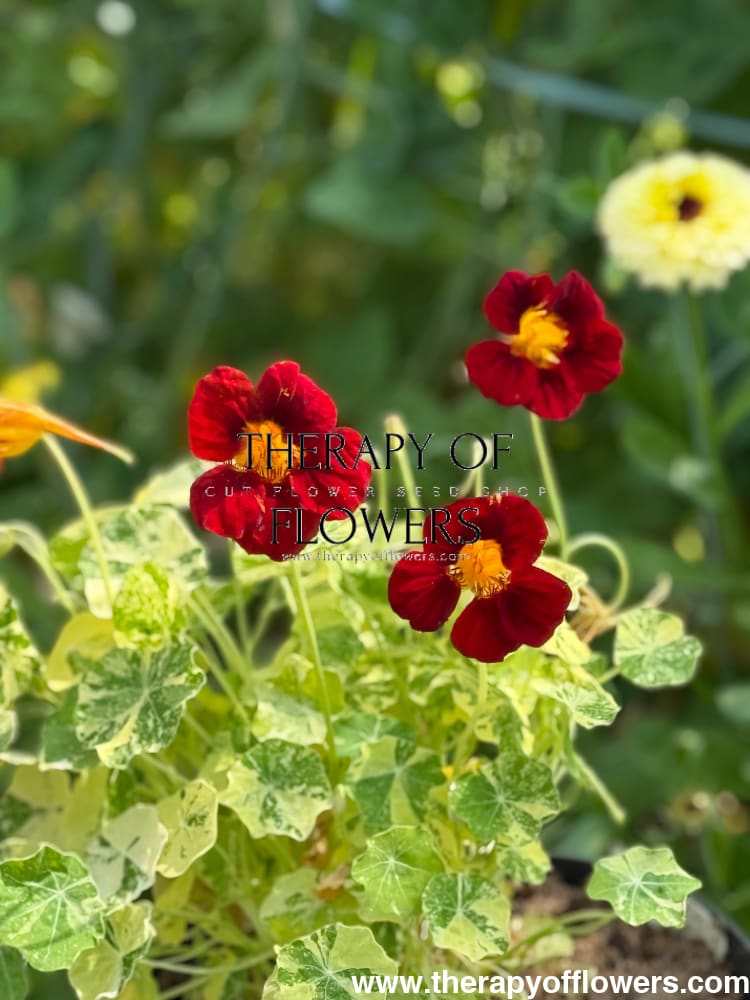 Tropaeolum majus Velvet Troika therapyofflowers.com