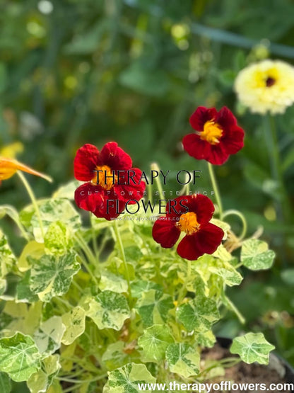 Tropaeolum majus Velvet Troika therapyofflowers.com