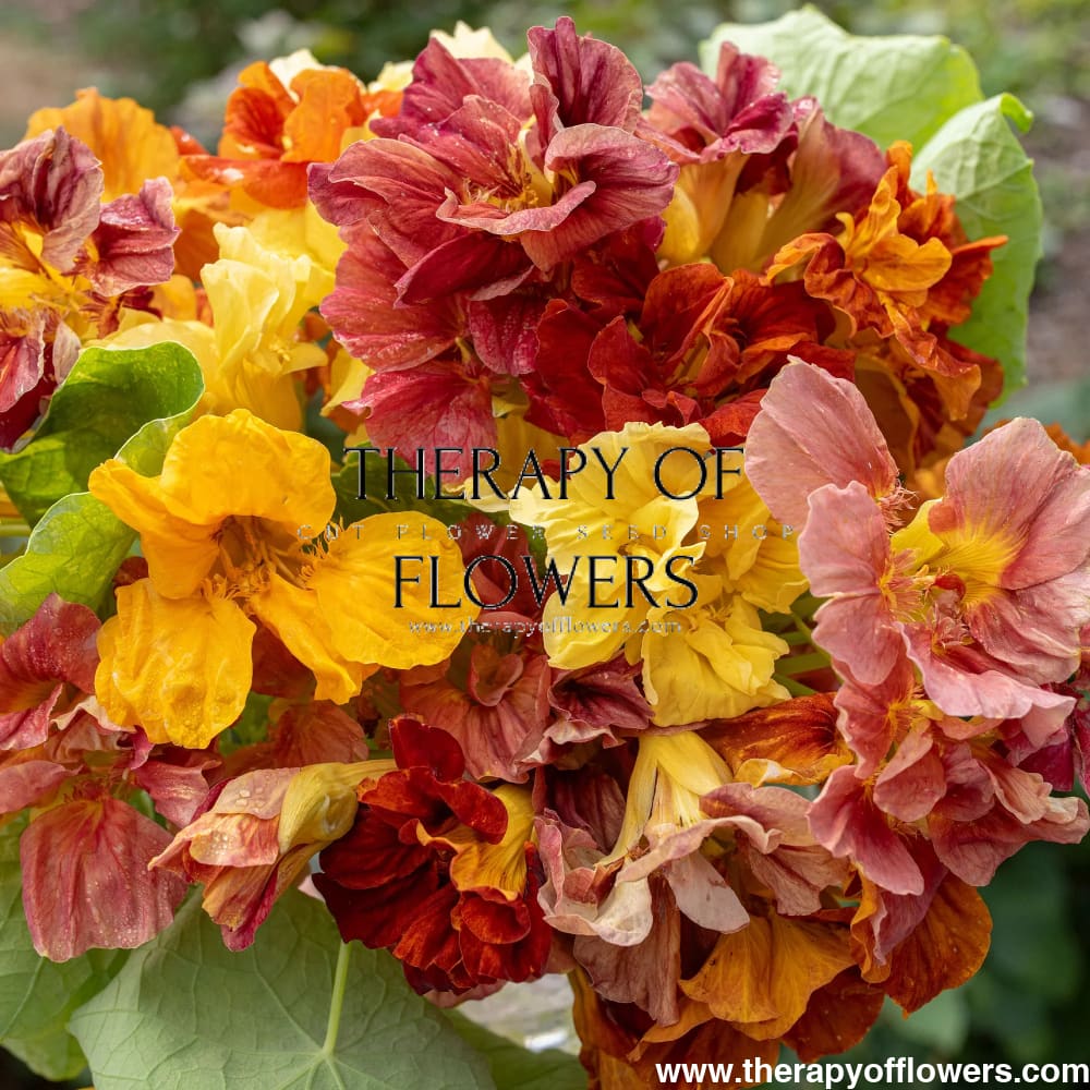Tropaeolum majus Vintage - 20 seeds - seeds