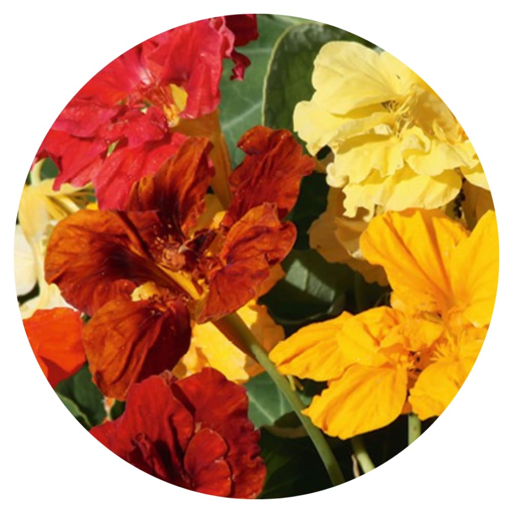 Tropaeolum majus Vintage therapyofflowers.com