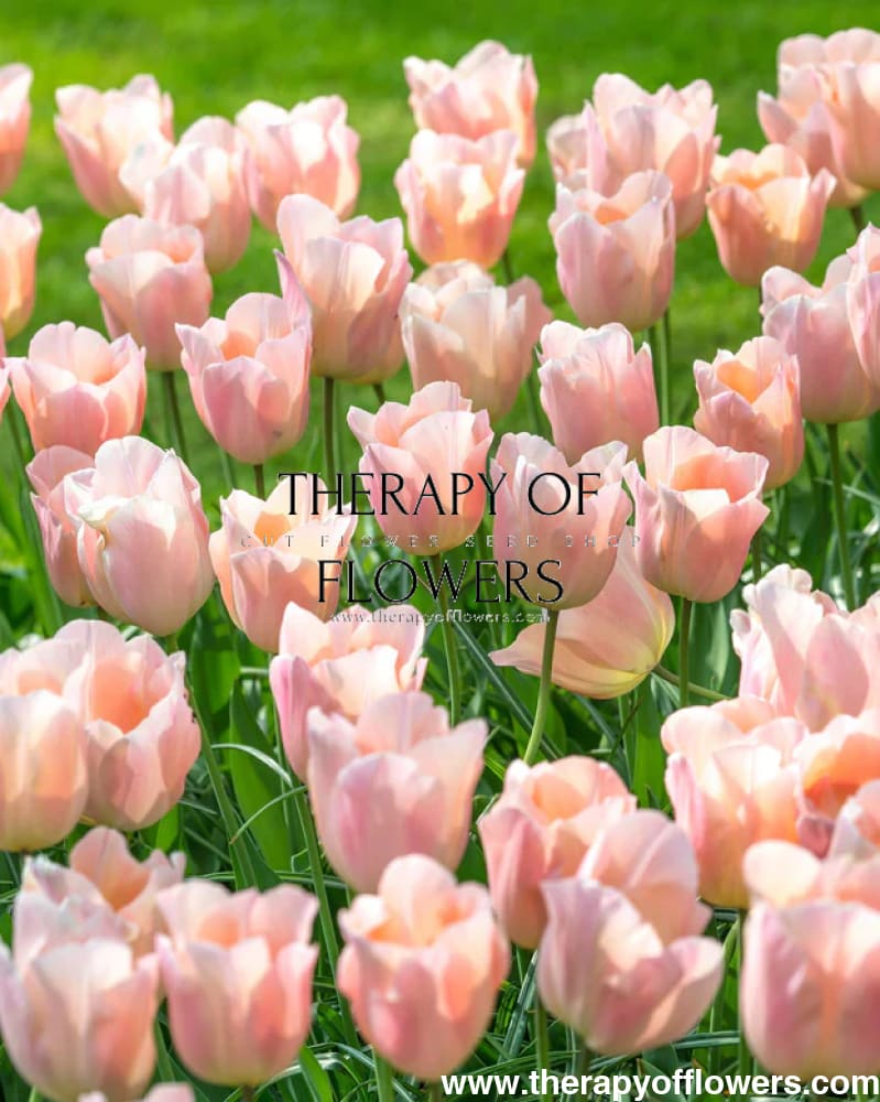 Tulip Apricot Beauty therapyofflowers.com