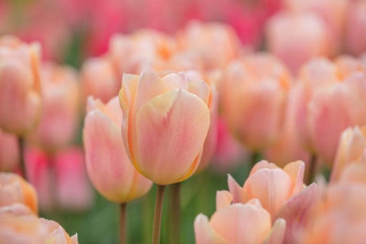 Tulip Apricot Beauty therapyofflowers.com