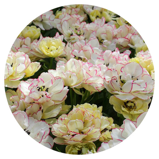 Tulip Belicia