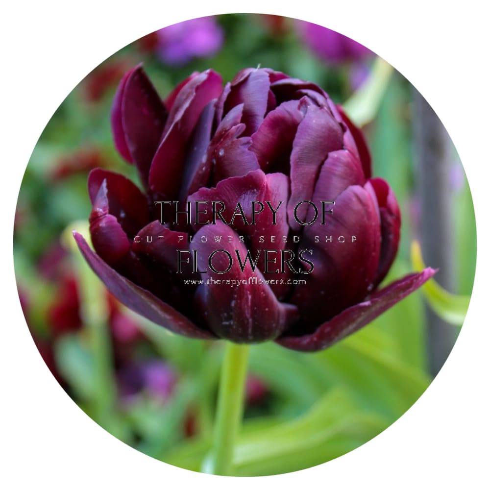 Tulip Black Hero therapyofflowers.com