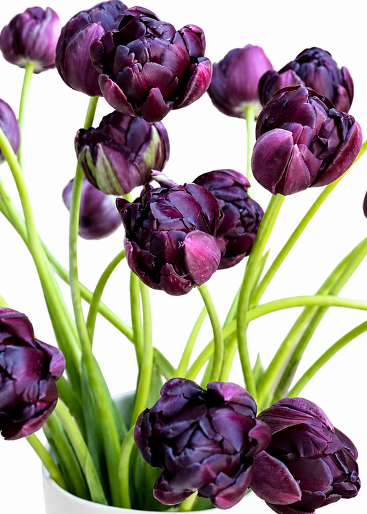 Tulip Black Hero | Late Double Tulip therapyofflowers.com
