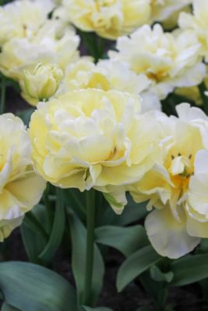 Tulip Casablanca | Fragrant Double Late Tulip 10 / 11/12 Bulbs