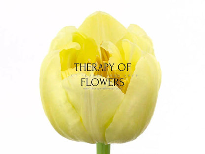 Tulip Casablanca | Fragrant Double Late Tulip therapyofflowers.com