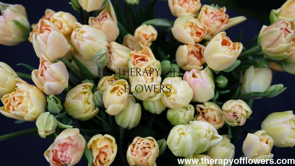 Tulip Creme Upstar therapyofflowers.com
